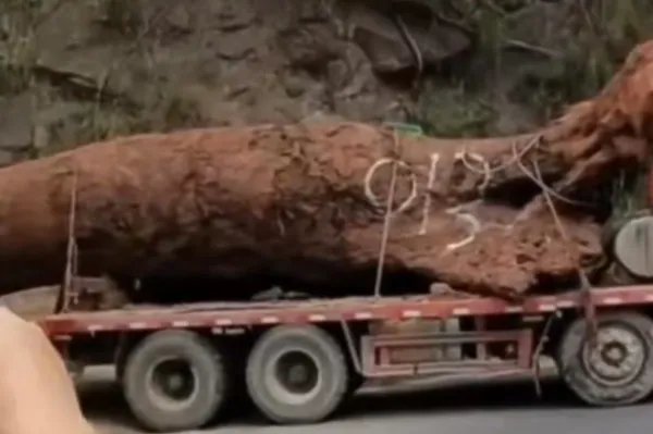 四川乐山挖出巨型乌木，官方表示系有人盗挖，涉事人员将面临哪些处罚？