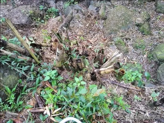 农户在集体荒地上种植竹子，成林后被偷砍且挖掉，能得到赔偿吗？有何依据？