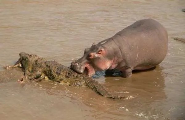 鳄鱼吃河马吗?为什么?