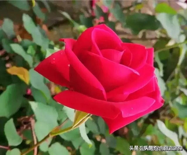 邻居奶奶经常把自己吃不了的蔬菜送给我们吃，我应该怎么拒绝？