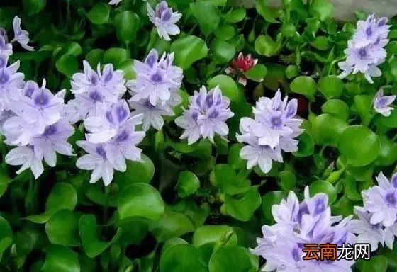 最美的35种水生植物花卉，好美！