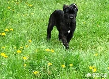 狗真的会在危险时刻保护人吗？