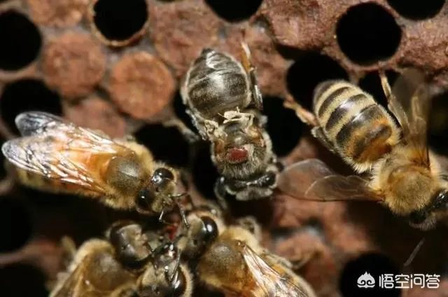硫黄怎么治蜂螨虫?