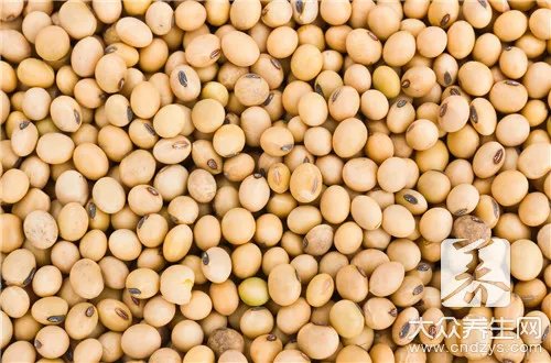 一斤大豆能榨多少油