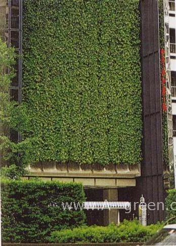墙面绿化的主要形式