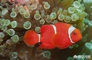 如何养殖透红小丑？