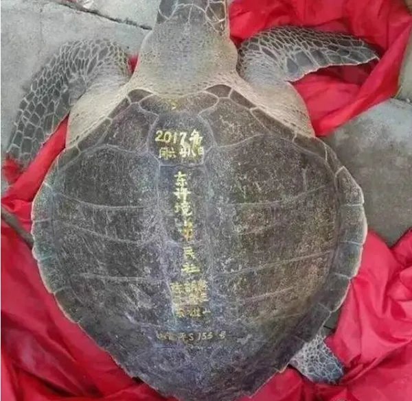 渔民捕百斤大海龟放生了吗？
