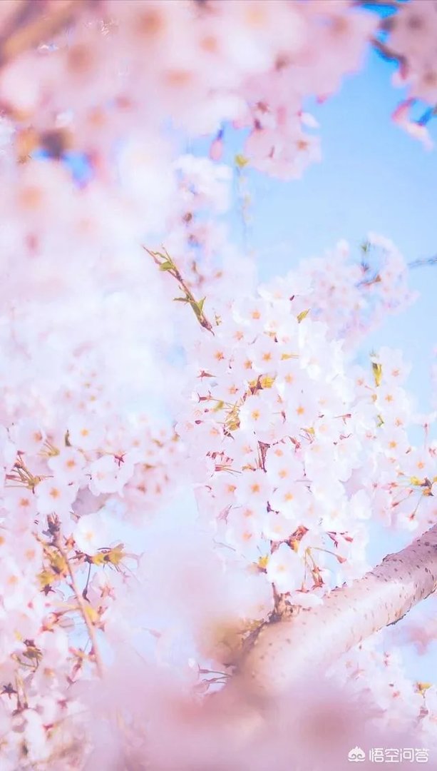 有没有粉色系头像？