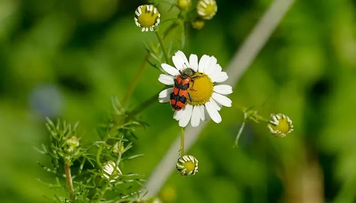 隐翅虫主要分布在哪里 隐翅虫主要分布在哪个地方