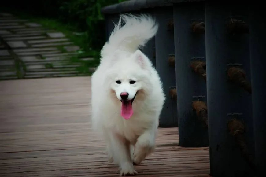 如何看待萨摩耶派出所报案这件事情？