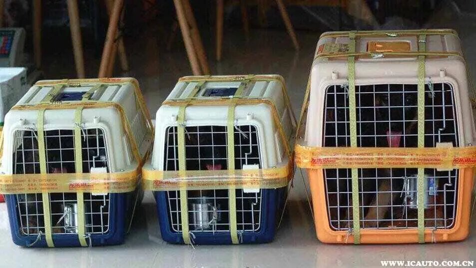 宠物跟随主人飞机托运多少钱