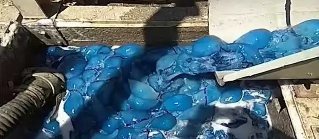 以色列发电站出现数千只蓝色水母是怎么回事？