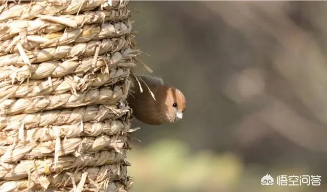上联：阿发狗，旺财狗，戊戌狗，三狗开泰。如何对下联？