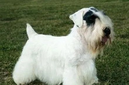 西里汉梗属于什么品种？喂养时需要注意什么？