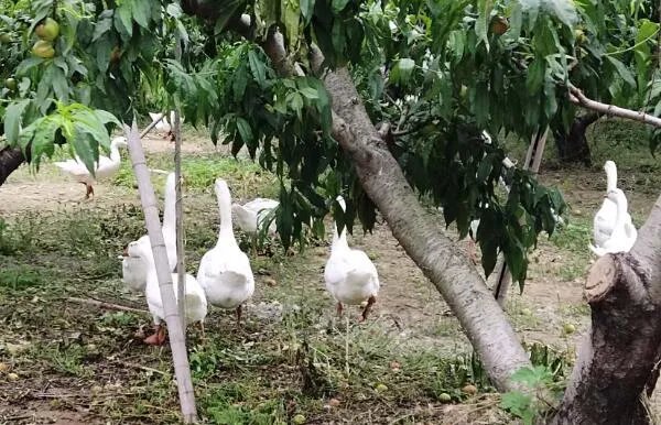 两鹅别离吻成网红：两只鹅在情人节离别，亲吻照令人感动