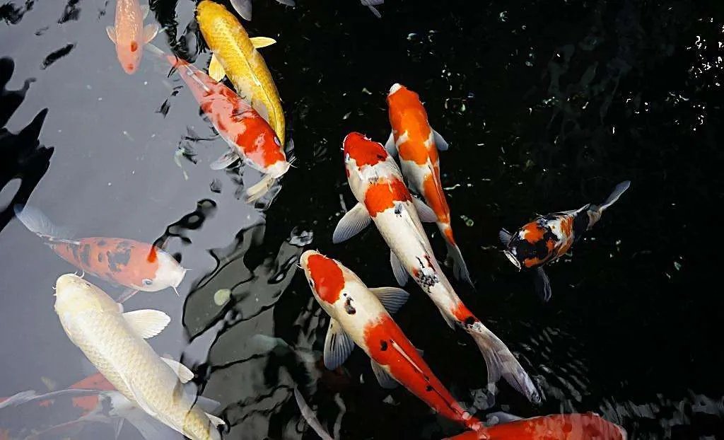 中国海关截获日本锦鲤，为何国产锦鲤不受欢迎？