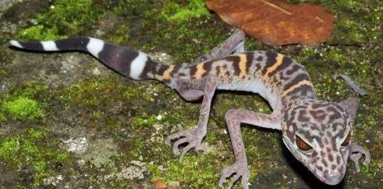 世界上最大的壁虎——2.3米大壁虎