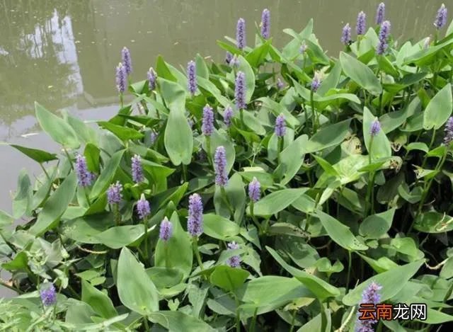 最美的35种水生植物花卉，好美！