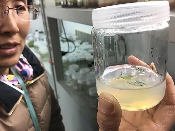 黄连遭非法采挖专家采取了什么办法挽救？