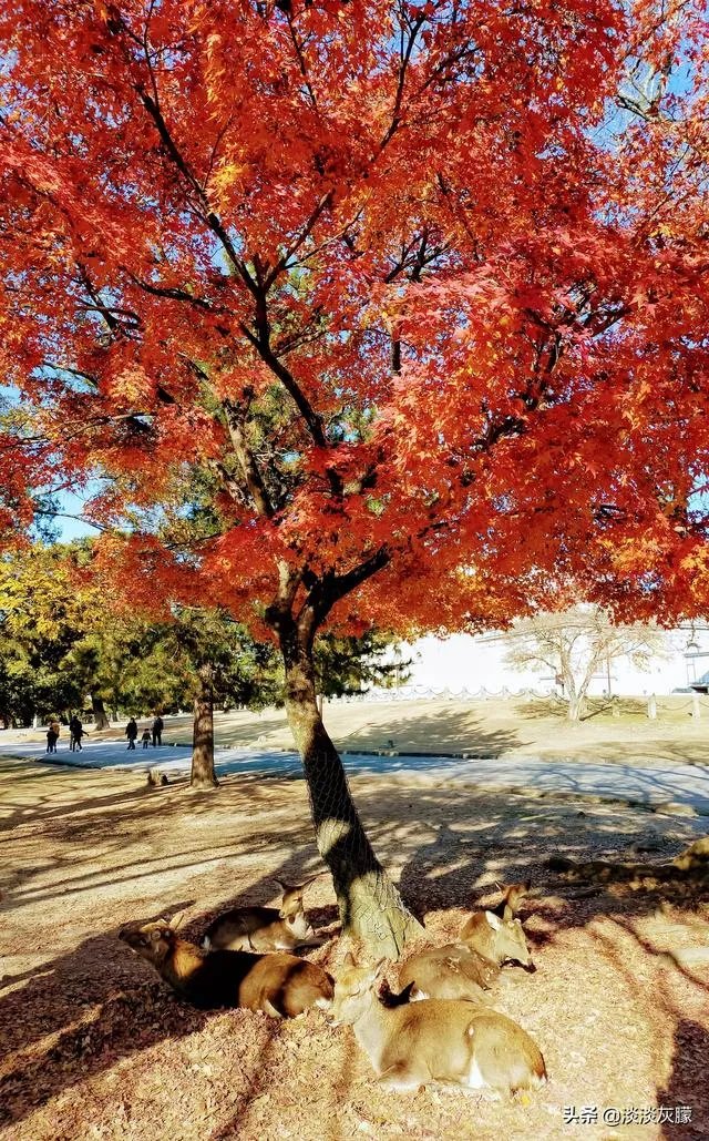 奈良的旅游成本大概是多少？如何规划？