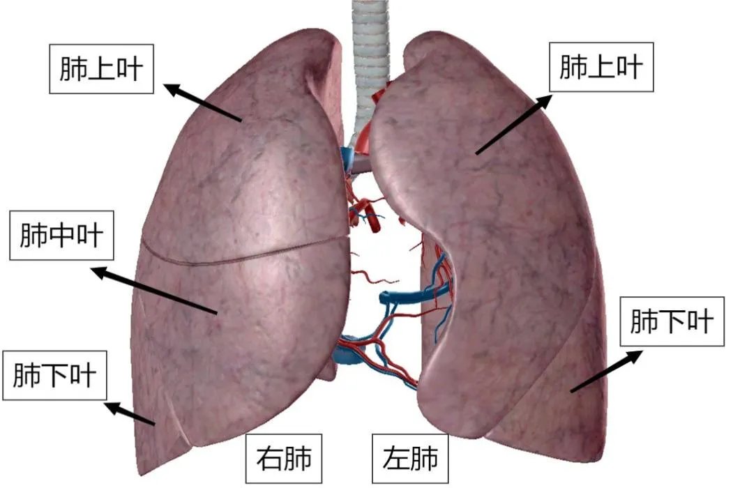 肺的分叶和分段详细图平面图
