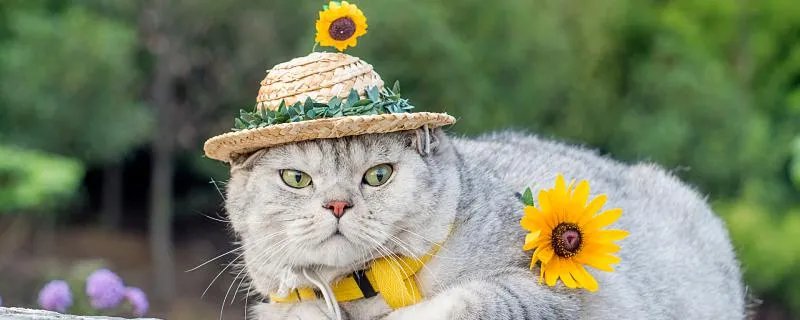 女人梦见猫是什么预兆 女人梦见猫是什么意思