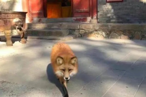 小狐狸频繁现身北京潭柘寺，它究竟是从何而来的？