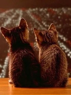 想找一张猫的手机壁纸，240X320的，有图。