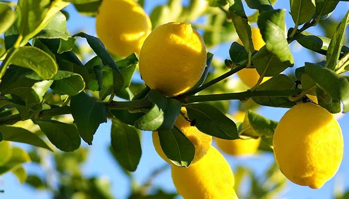 怎样清洗冰箱更干净 正确的清洗冰箱方法