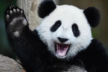 如何看待大连大熊猫跟游客击掌的行为呢?