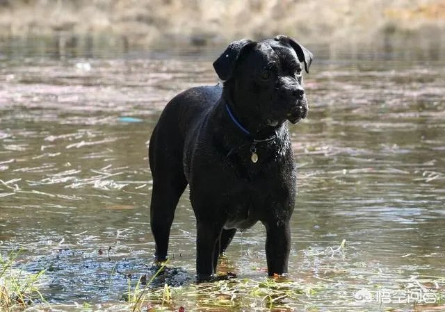 狗真的会在危险时刻保护人吗？