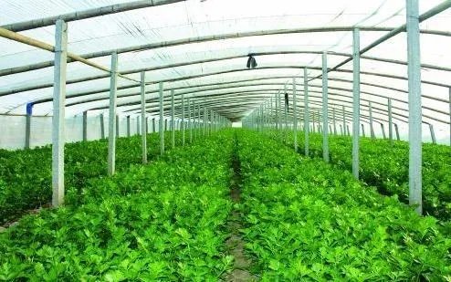 蔬菜产地证明样本