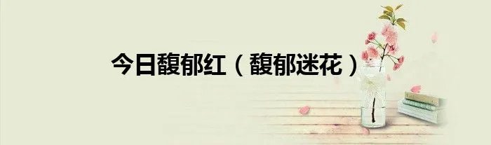 今日馥郁红（馥郁迷花）