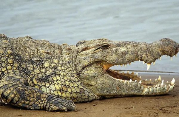 鳄鱼吃河马吗?为什么?