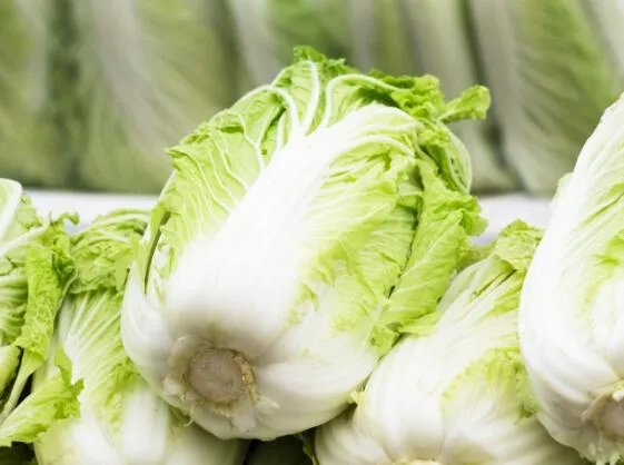 100g大白菜和柠檬维C含量更高的是哪个 等量的白菜和柠檬谁的维生素C高