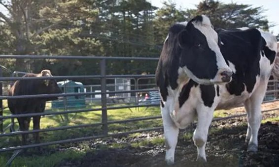 世界上最大的奶牛，奶牛丹尼尔重1043公斤（每天食用45公斤干草）