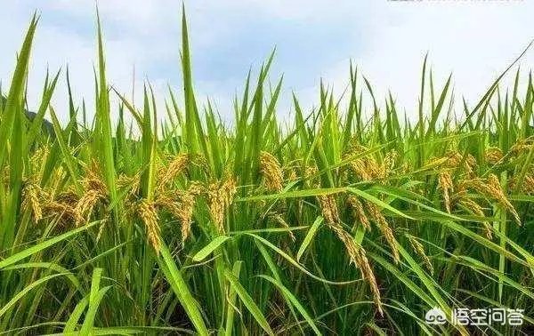 东北为什么产大米