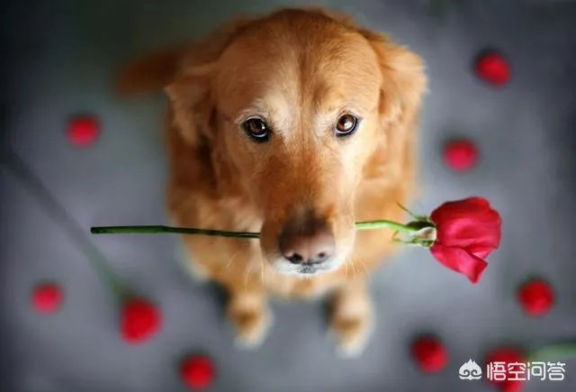 狗真的会在危险时刻保护人吗？