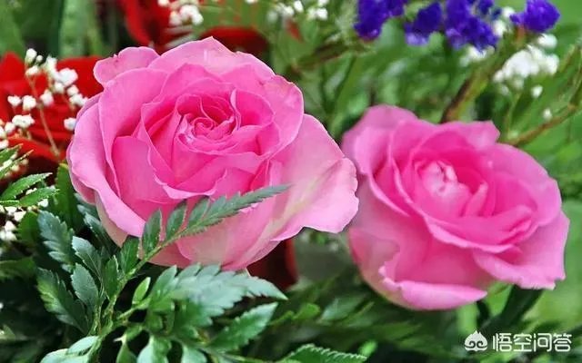 你有哪些喜欢的句子想要分享吗？