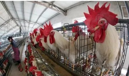 日本养鸡场如何用鸡粪发电？