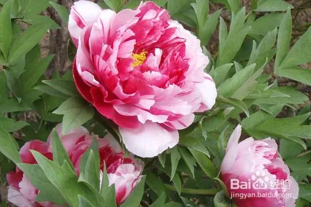 牡丹花该怎么种植