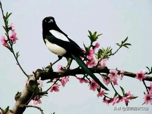 二月二龙抬头有什么美丽诗词？