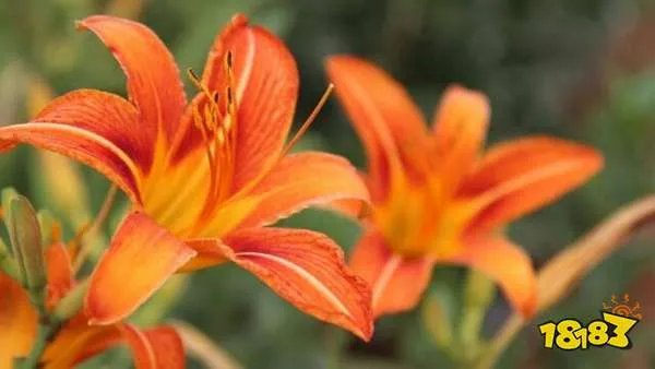 忘忧草看似名字很文艺，但它实际上就是大白菜还是黄花菜？