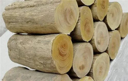 小叶黄杨木要不要上油