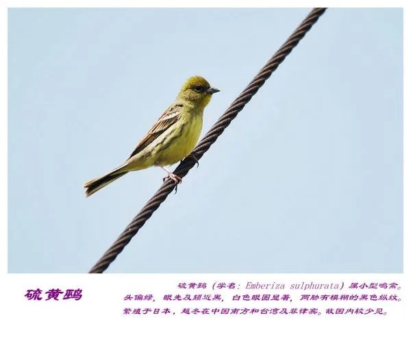 灰头鹀的亚种分化