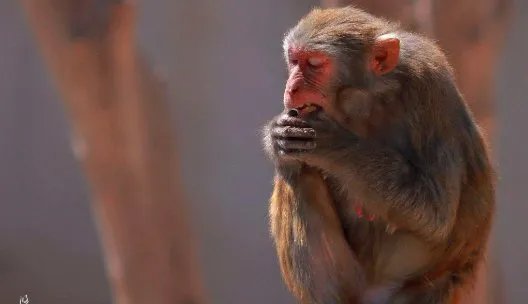 邯郸动物园猴子住绿藻污水池，此动物园环境为何这么差？