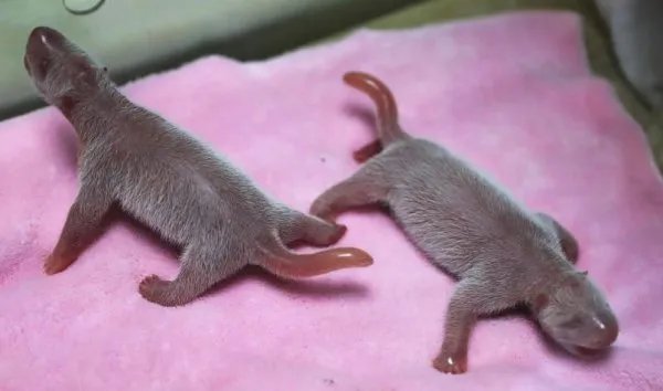 大熊猫娅韵产龙凤胎具体状况如何？