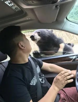 八达岭动物园黑熊咬伤游客被责令要求整改了吗？