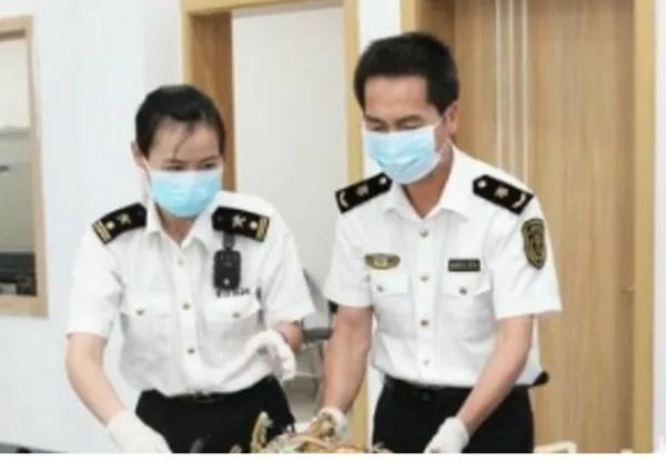 海关查获鹿筋鹿尾将怎么处理？