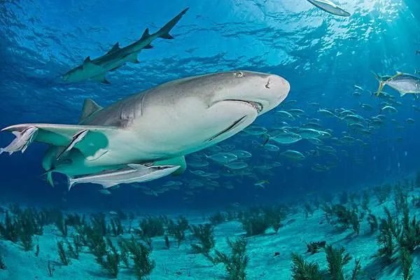 鲨鱼碰上虎鲸一动不动，任凭虎鲸撕咬，这是为什么？